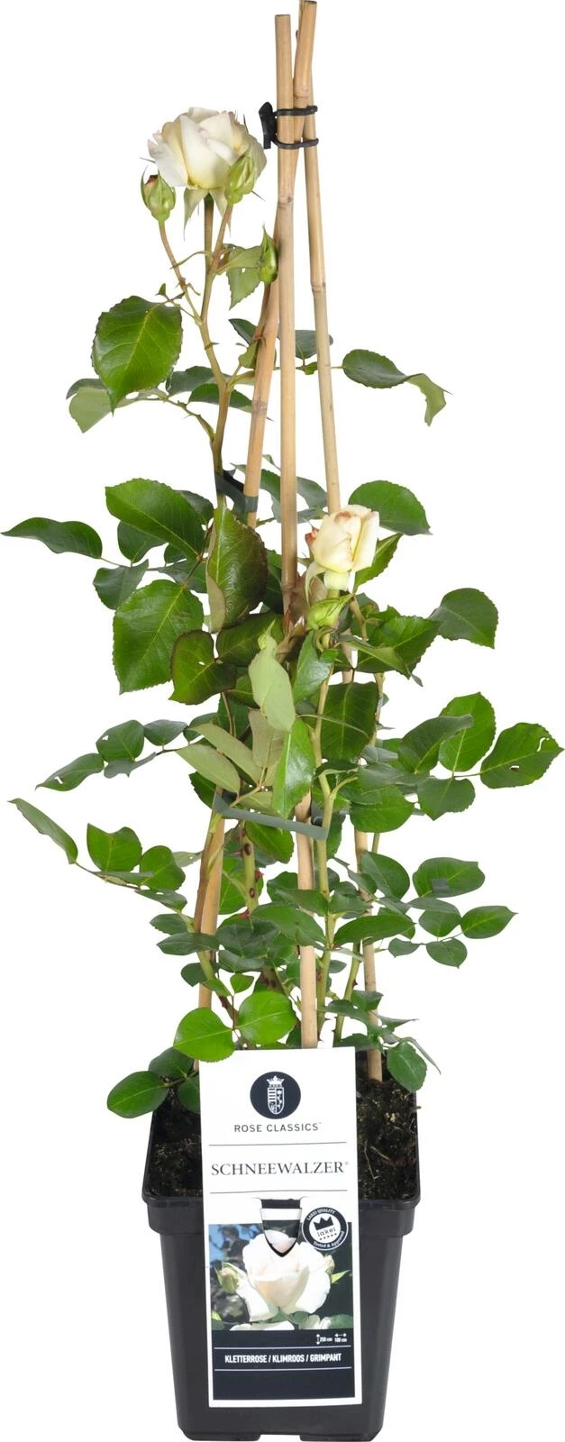 ADR Rose Schneewalzer ® weiss P17 cm