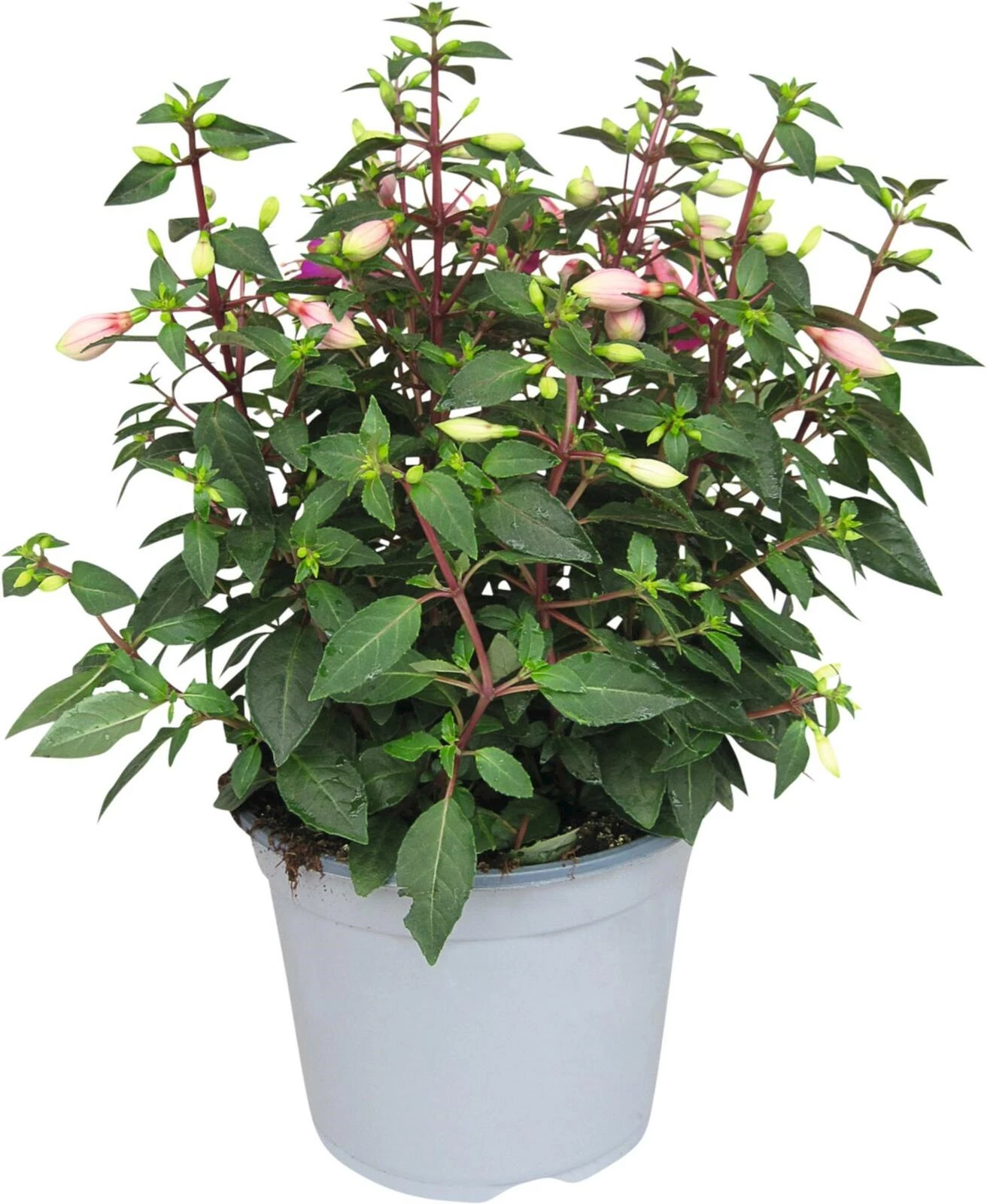 Fuchsia Hanna rouge/blanc P19 cm