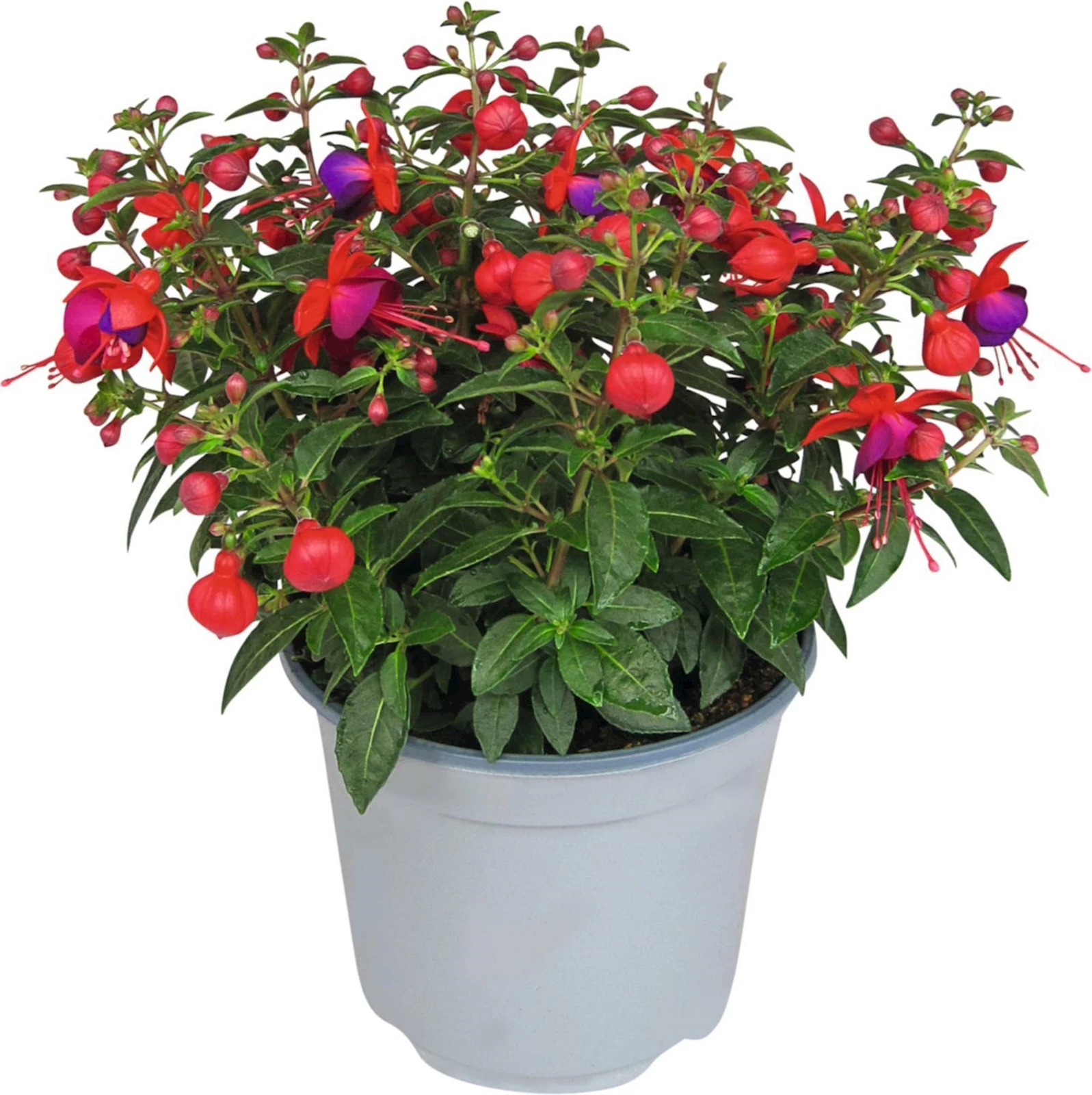 Fuchsia Beacon violet/rouge P19 cm