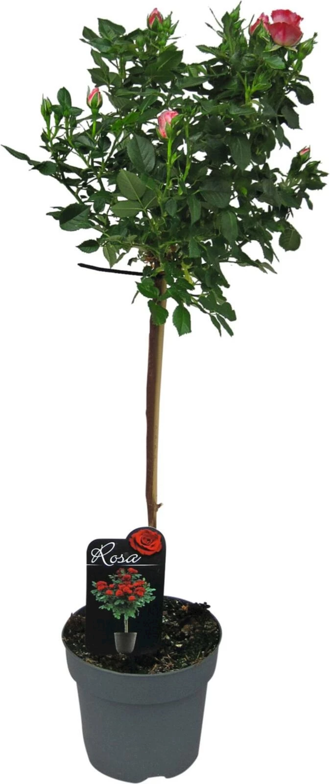 Rosen Mini-Stämmchen rot P3 l