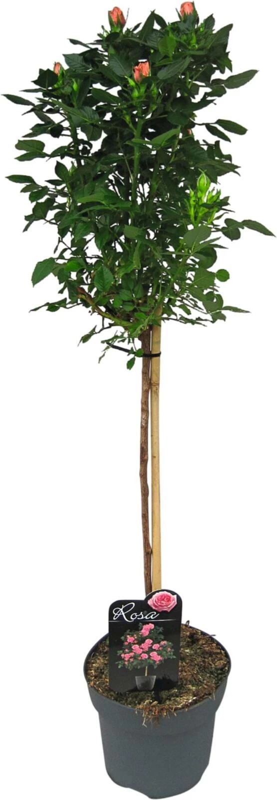 Rosen Mini-Stämmchen rosa P3 l