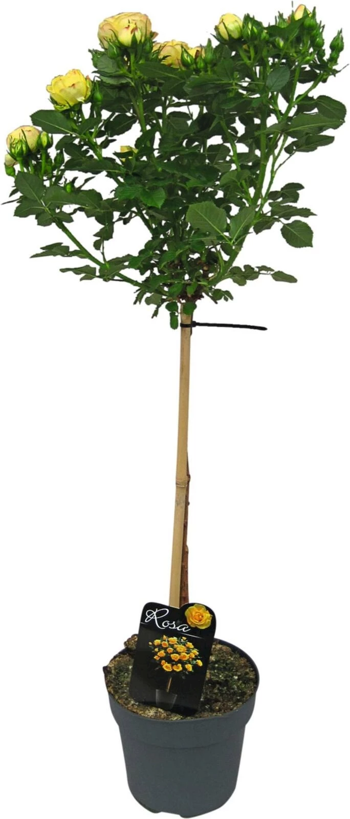 Rosen Mini-Stämmchen gelb/orange P3 l