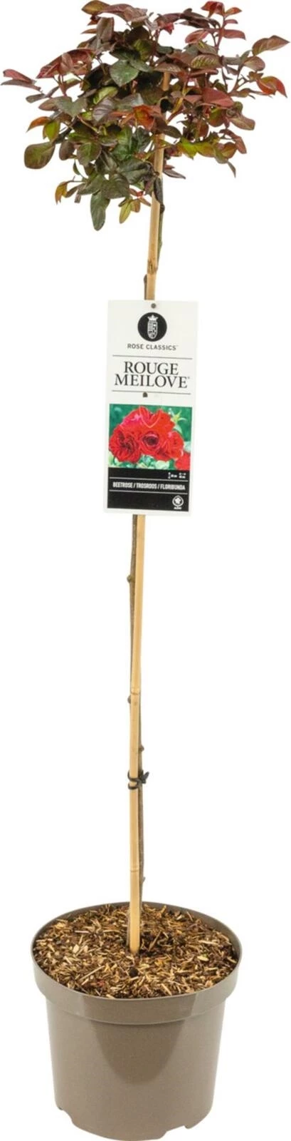 Rosenstamm  rot P26 cm