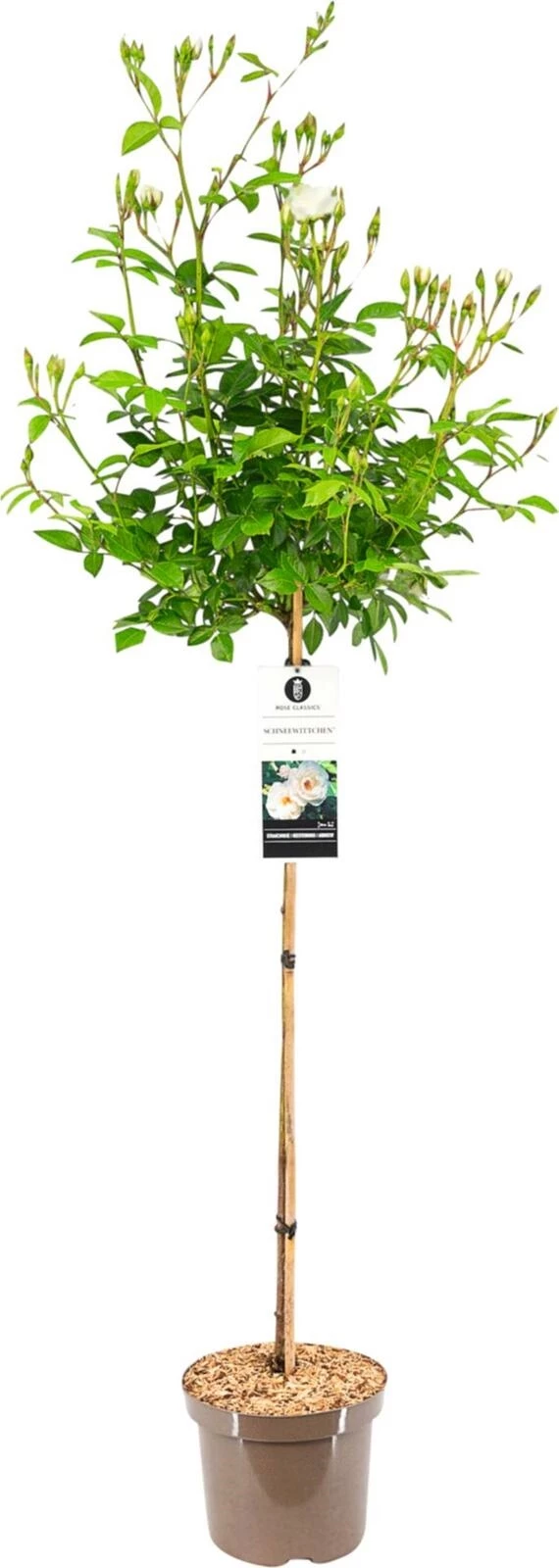 Rosier tige Sirius ® blanc crème P26 cm