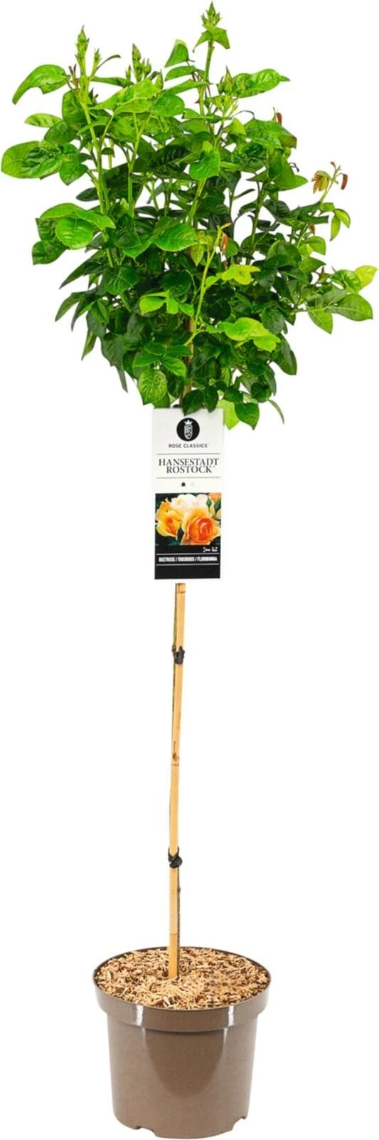 Rosenstamm Augusta Luise ® orange P26 cm