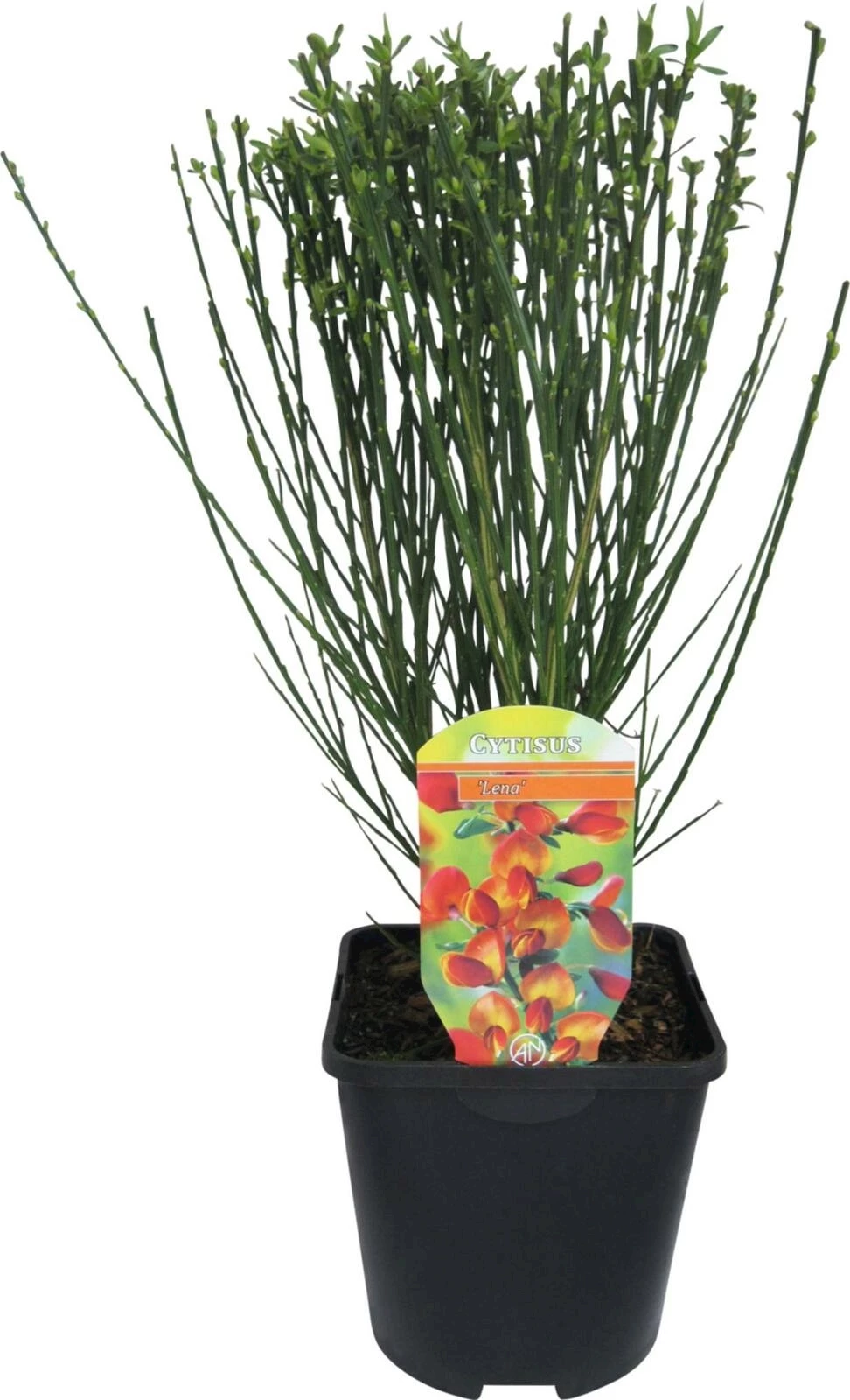 Cytisus Lena gelb-rot P1.5 l