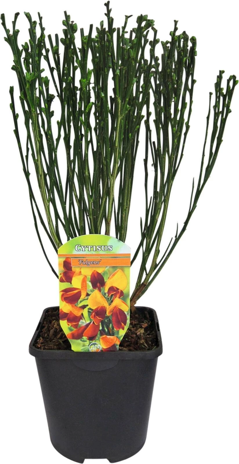 Cytisus Dewy hell rot P1.5 l