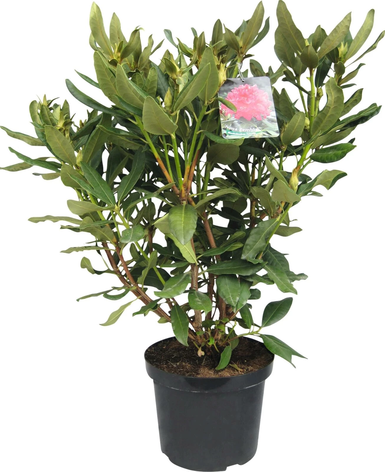 Rhododendron Nova Zembla rot P27 cm