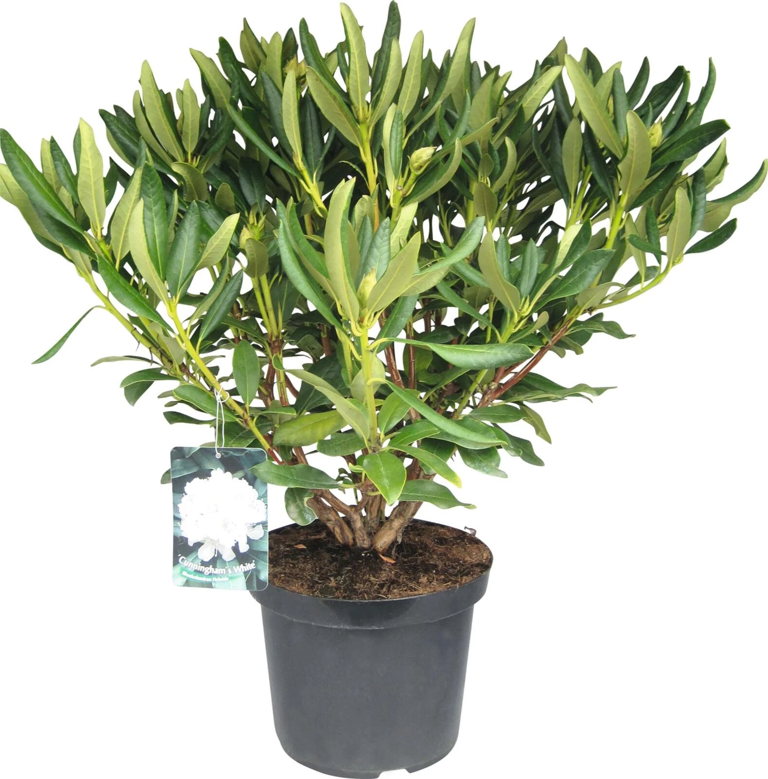 Rhododendron Cunn. White weiss P27 cm