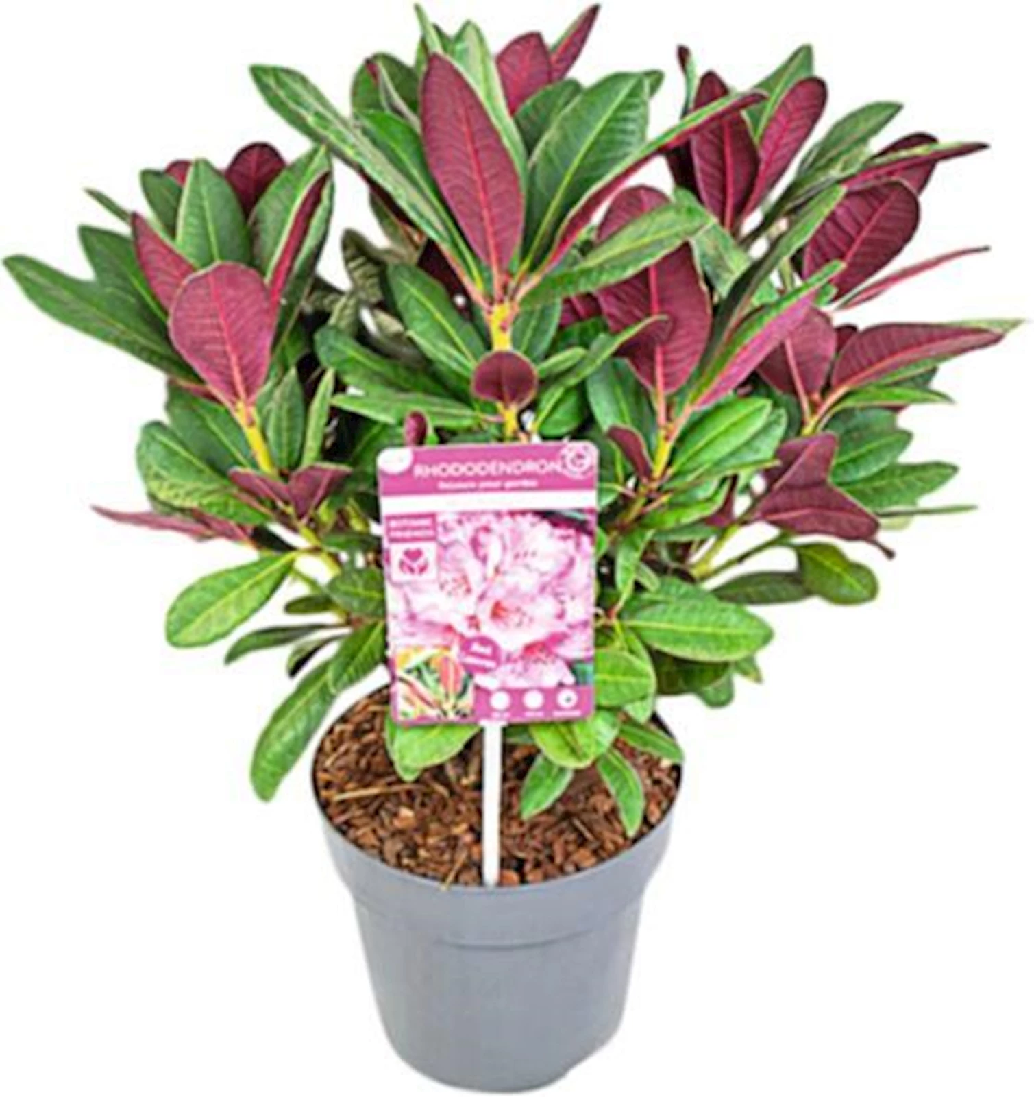 Rhododendron Scintillation rosa P27 cm