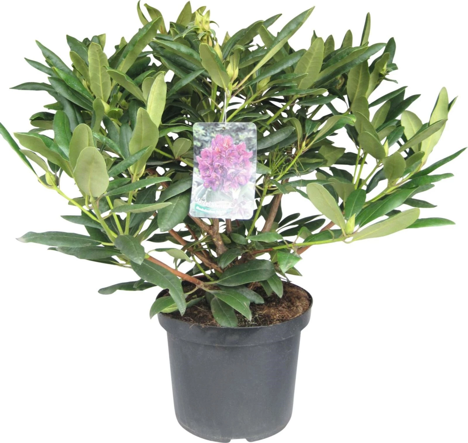 Rhododendron Germania rosa P27 cm