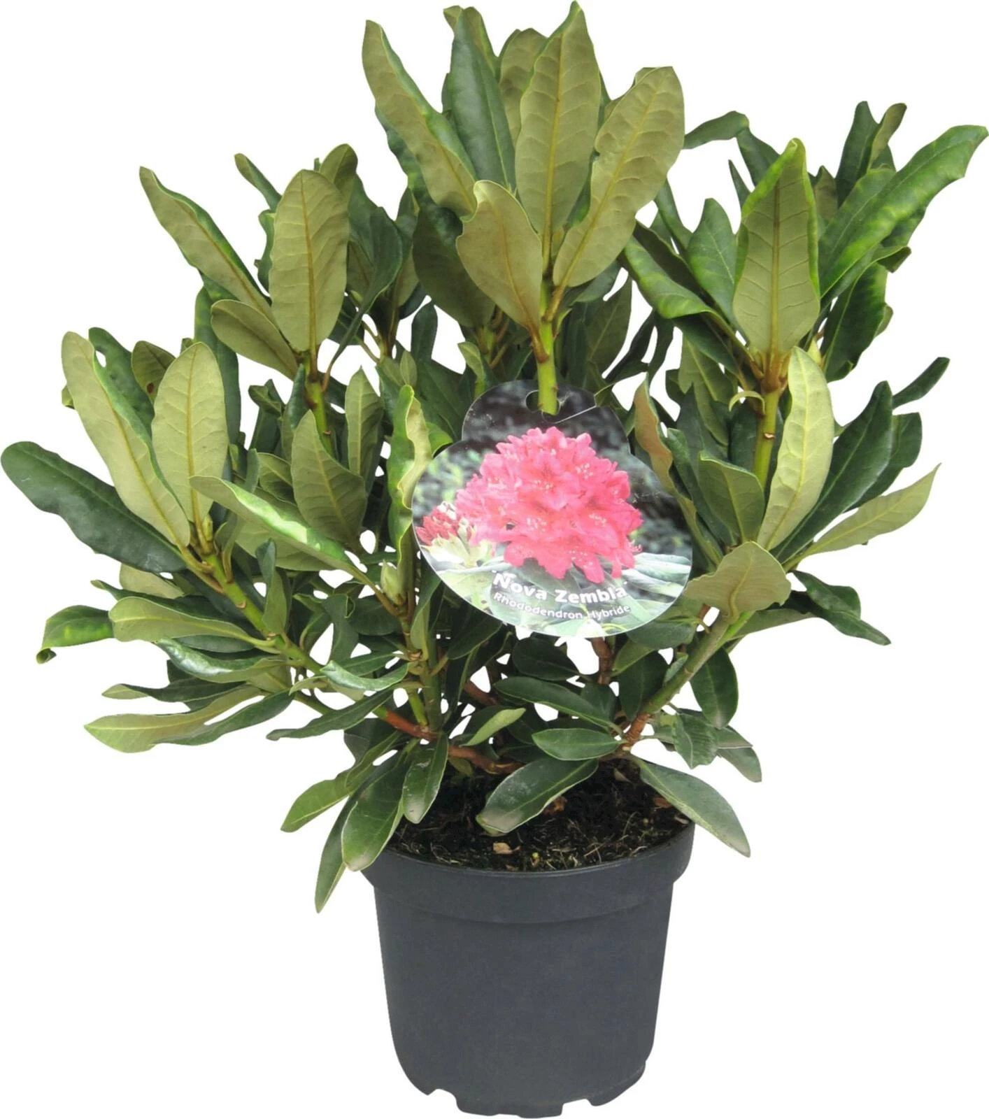 Rhododendron Nova Zembla rot P21 cm