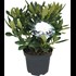 Rhododendron Cunn. White blanc P21 cm