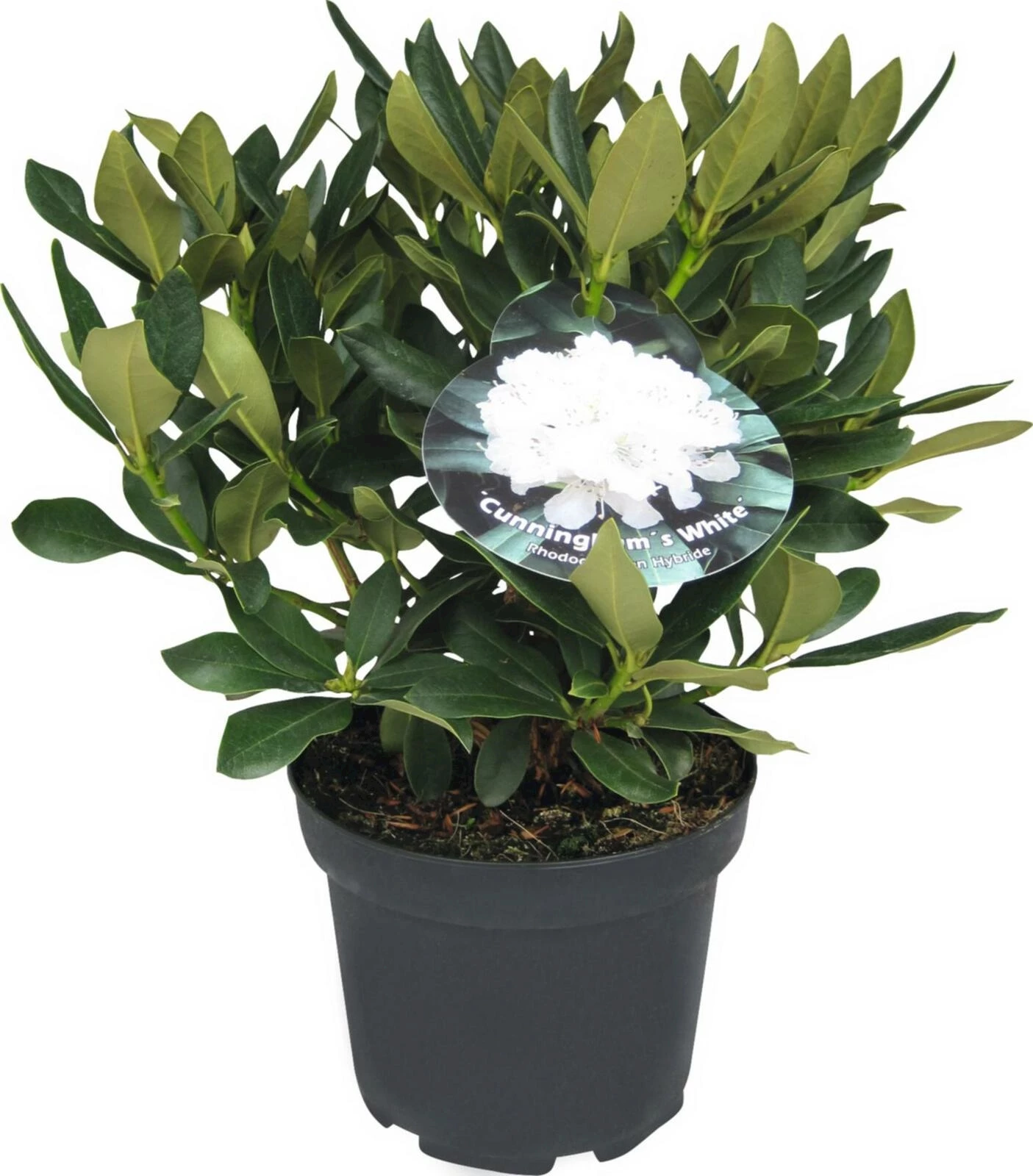 Rhododendron Cunn. White weiss P21 cm