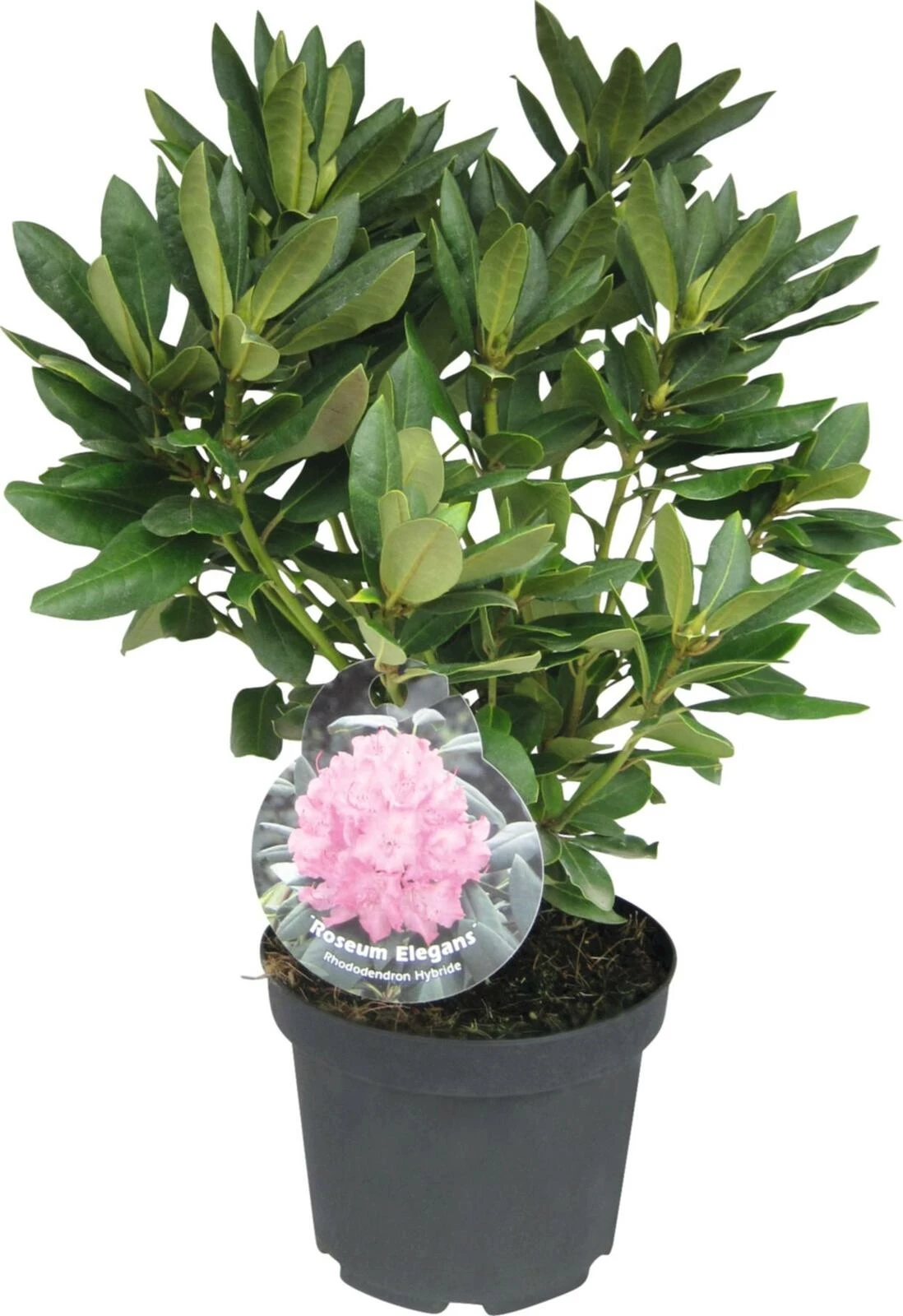 Rhododendron Scintillation rosa P21 cm