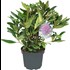 Rhododendron Marcel Menard violet P21 cm