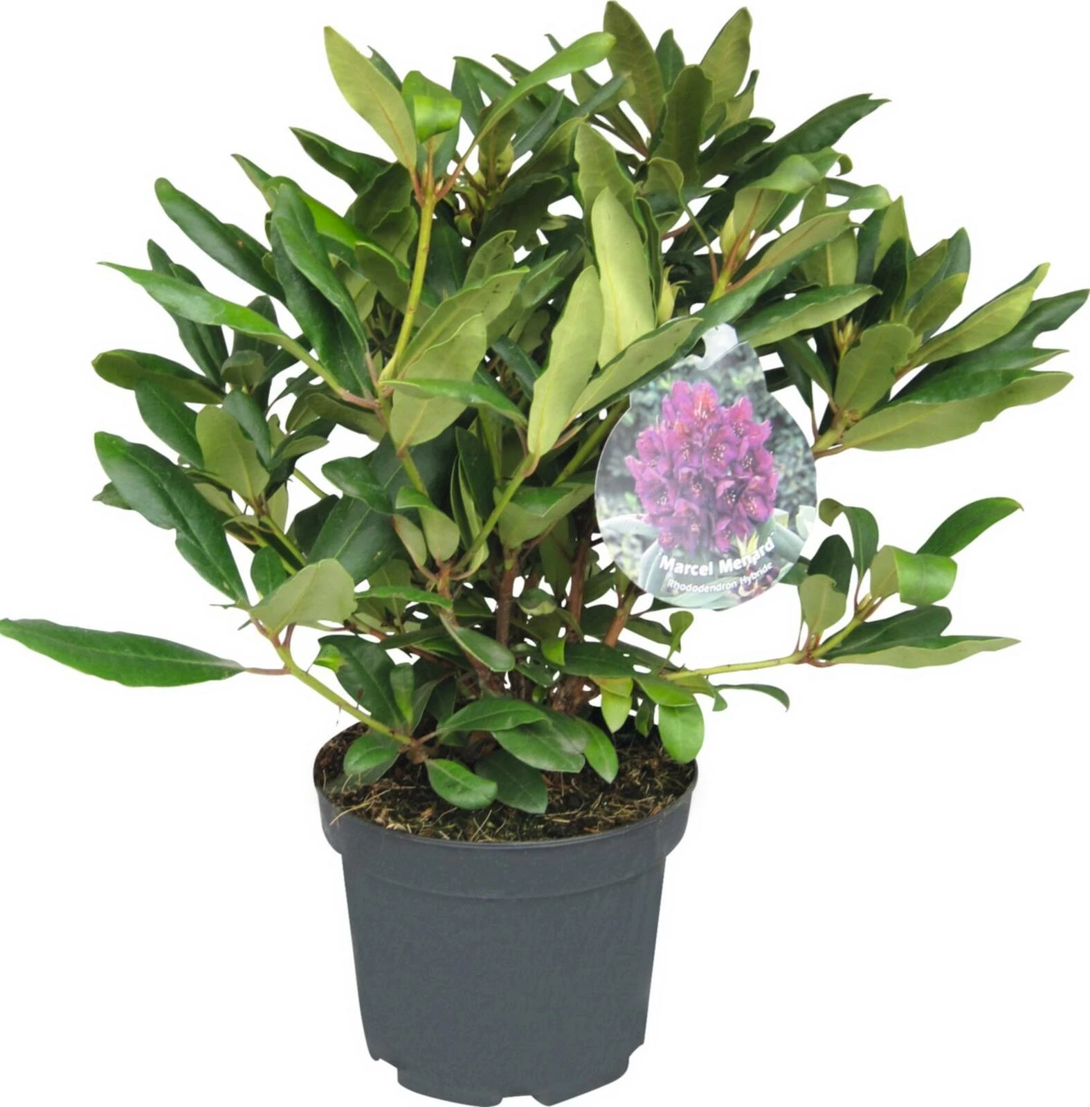 Rhododendron Marcel Menard lila P21 cm