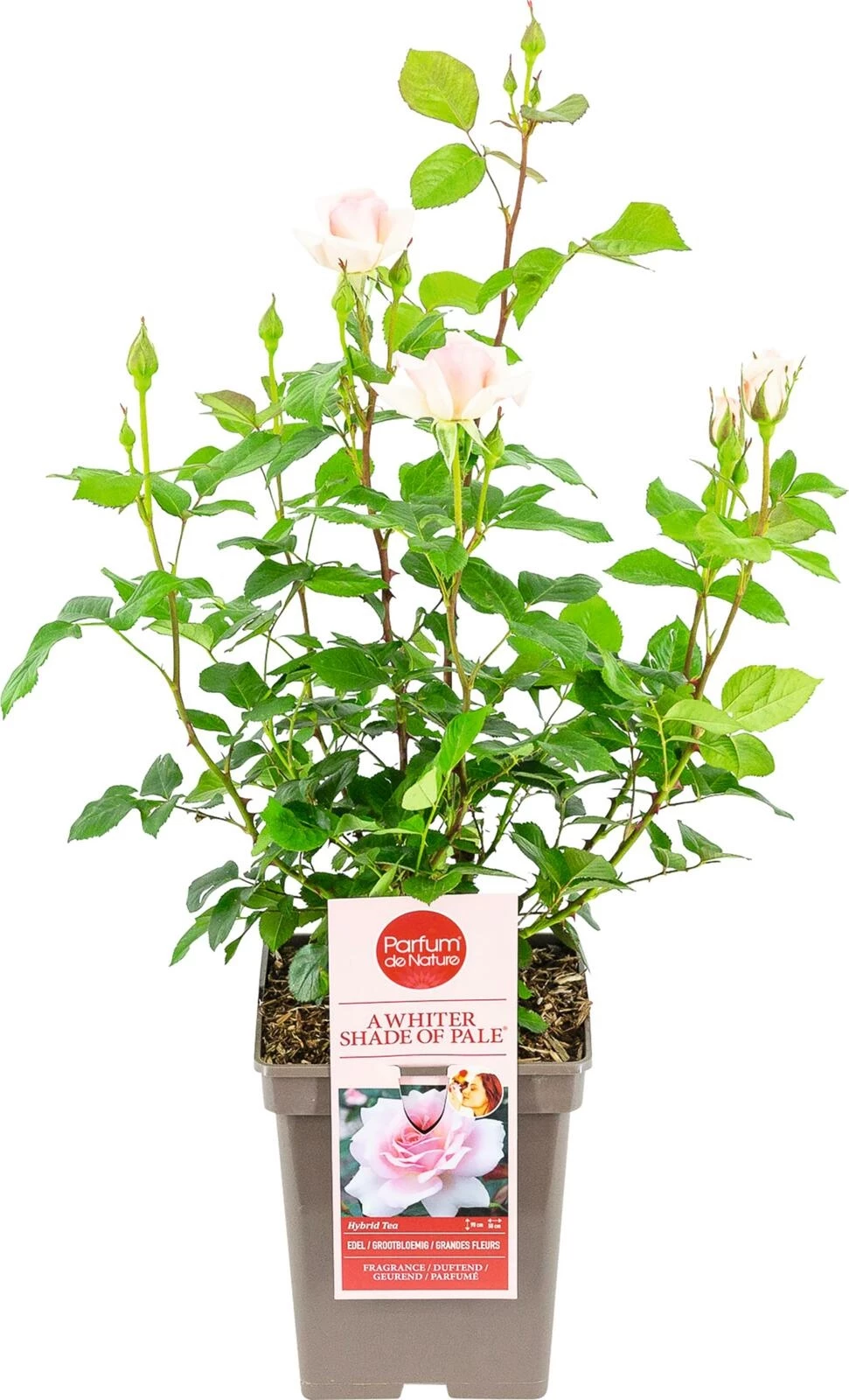 Edel Duftrose A Whiter Shade of Pale ® h