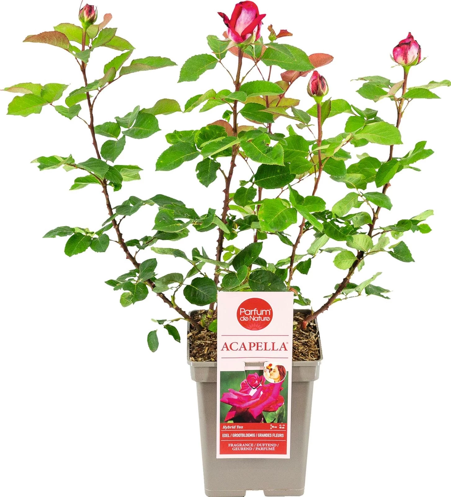 Rose noble parfum. Acapella ® argent-rou