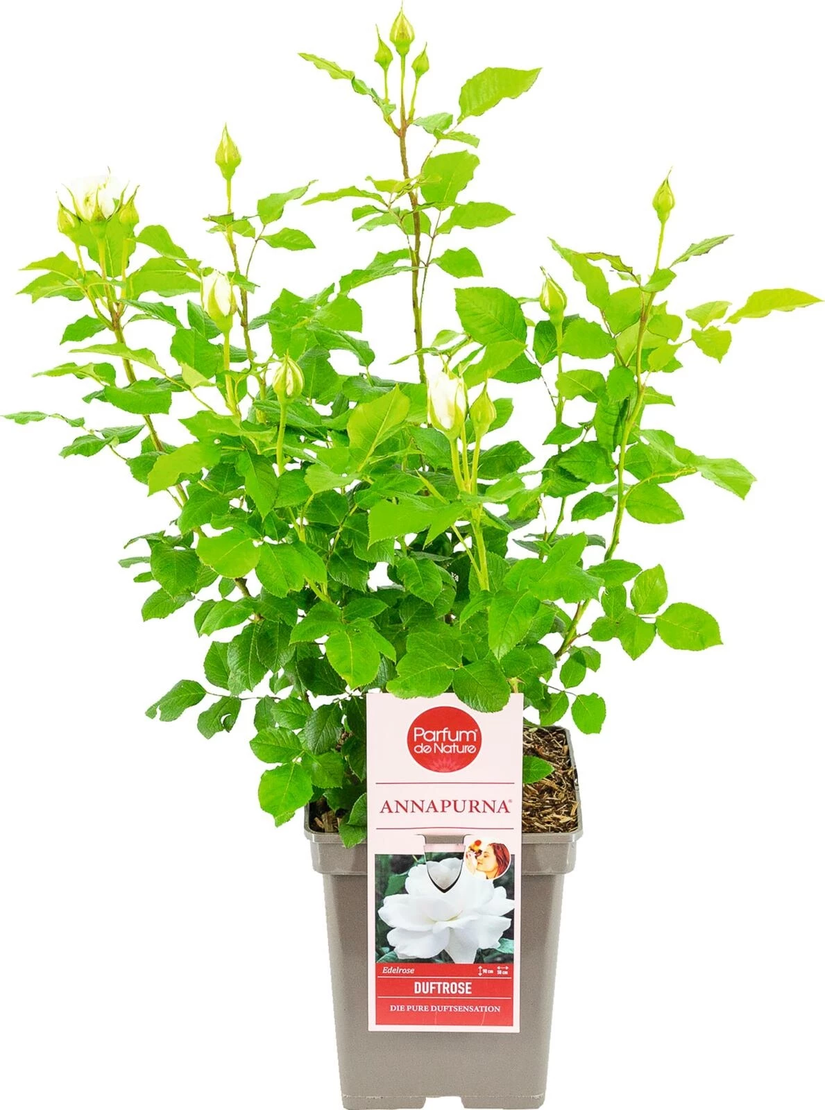 Edel Duftrose Annapurna ® weiss P23 cm