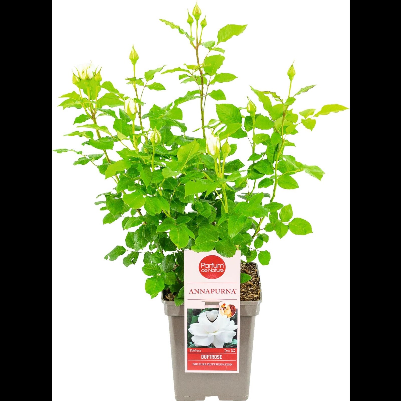 Rose noble parfum. Annapurna ® blanche P23 cm Acheter - Plantes grimpantes  et plantes pérennes - LANDI