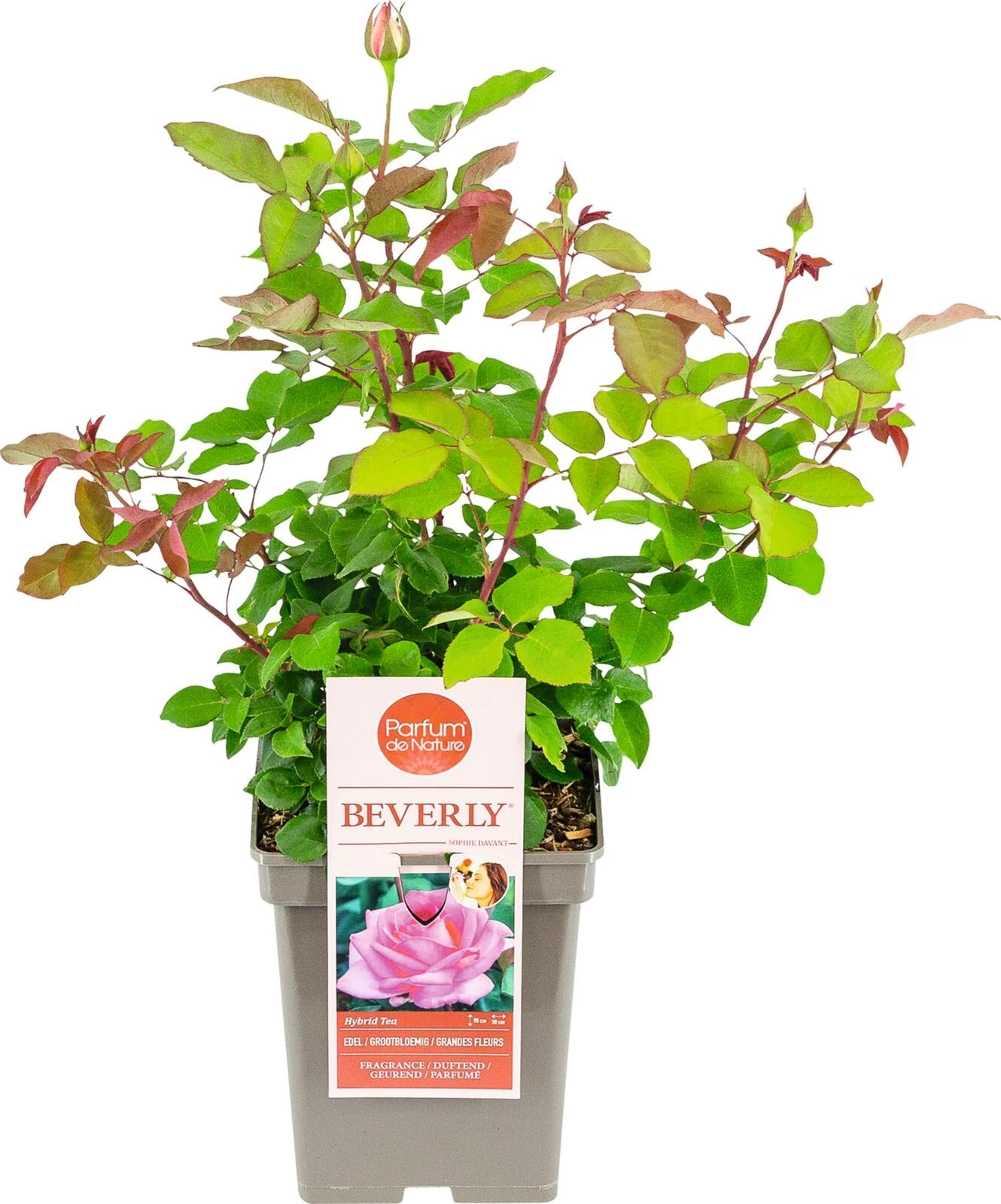 Edel Duftrose Beverly ® rosa P23 cm