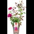 Rose noble parfum. Blackberry Nip ® mage