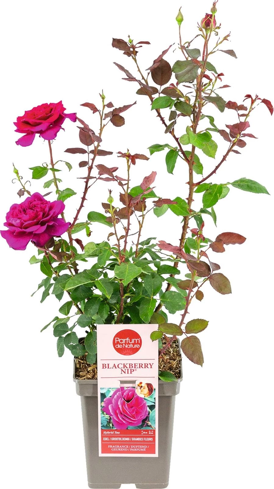 Edel Duftrose Blackberry Nip ® magenta violett P23 cm kaufen
