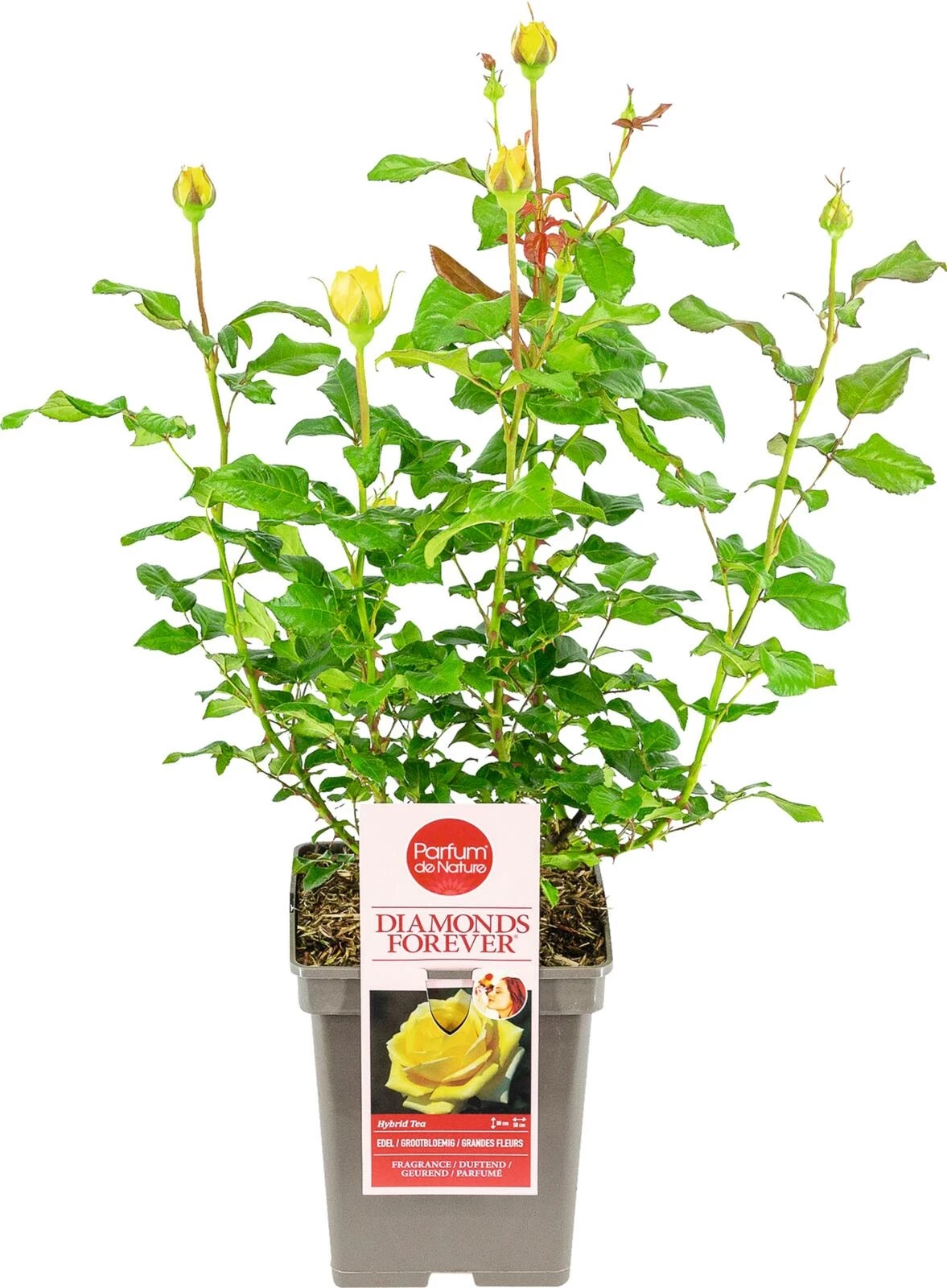 Edel Duftrose Diamonds Forever ® gelb P2