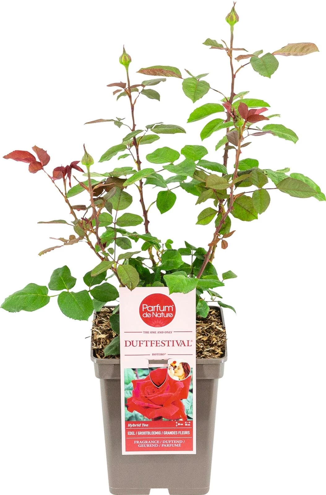 Rose noble parfum. Duftfestival ® rouge