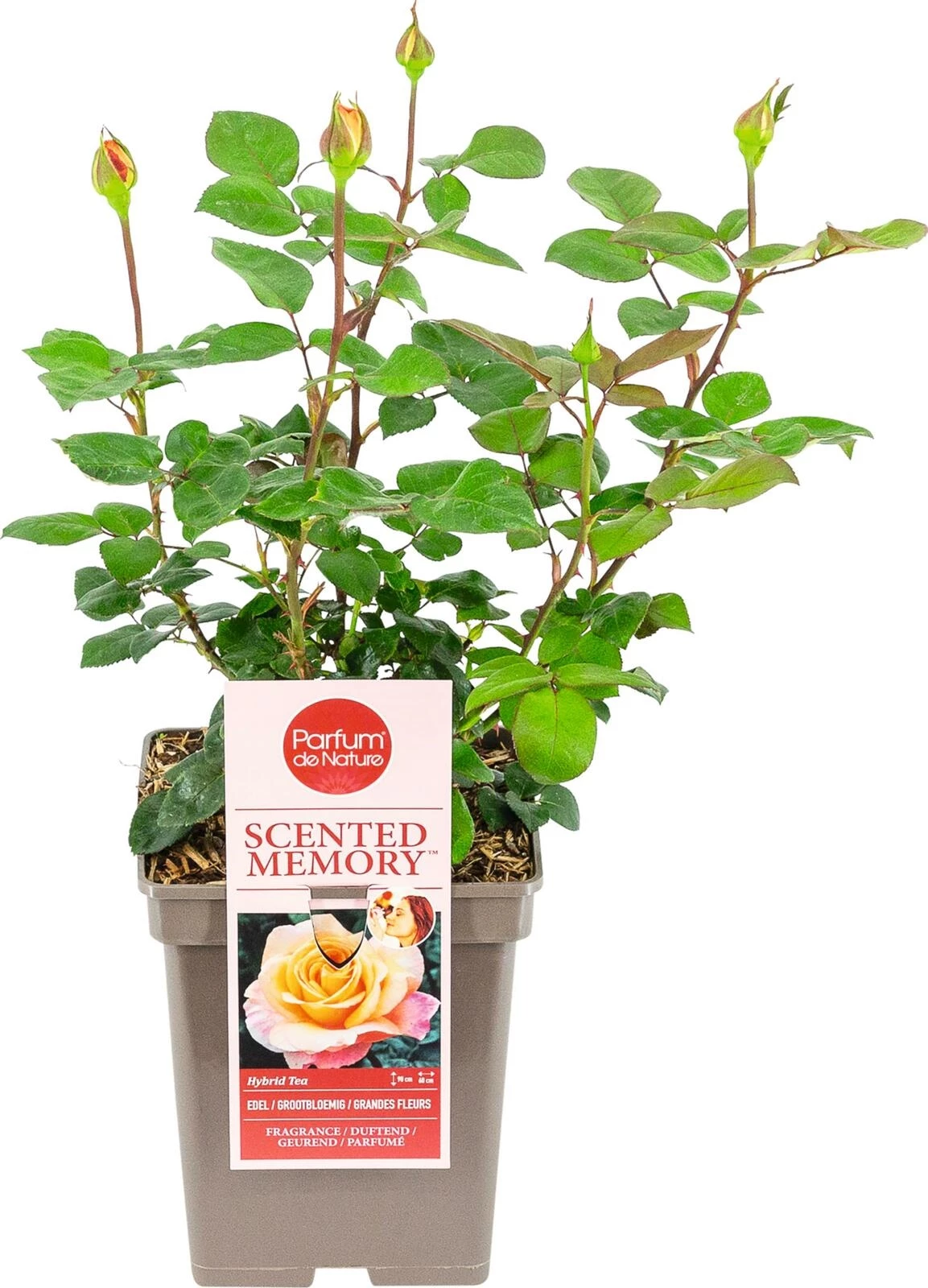 Edel Durftrose Scented Memory ® orange-a