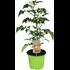 Solanum lycopersico P3 l