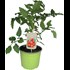 Solanum lycopersico P3 l