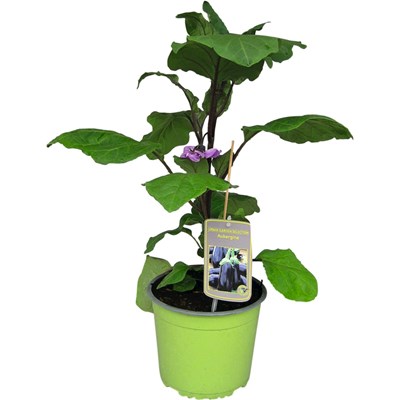 Solanum melangena P3 l