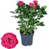 Roses Victory rose P10.5 cm