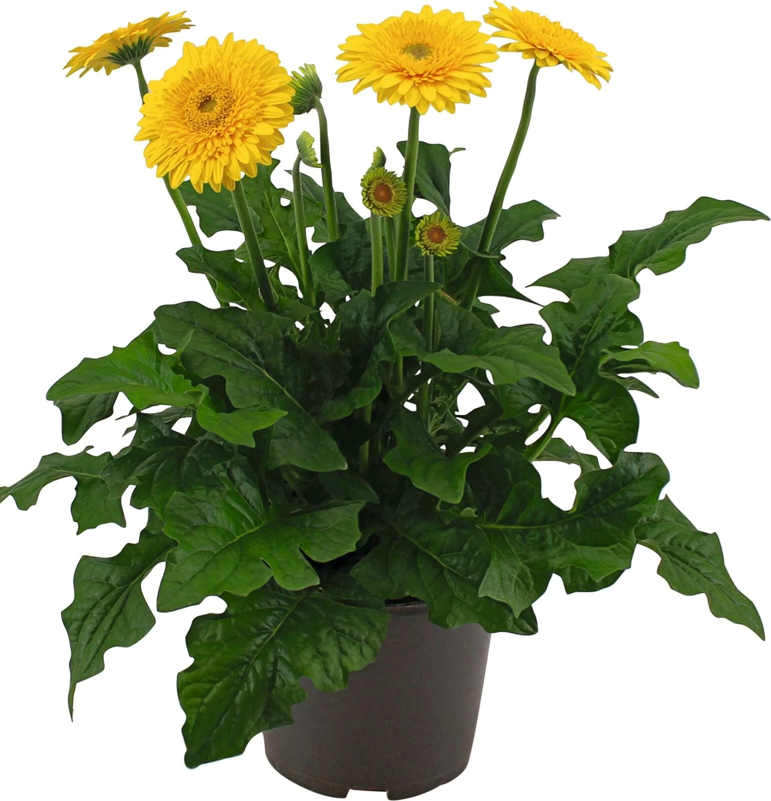 Gerbera Twister gelb P23 cm
