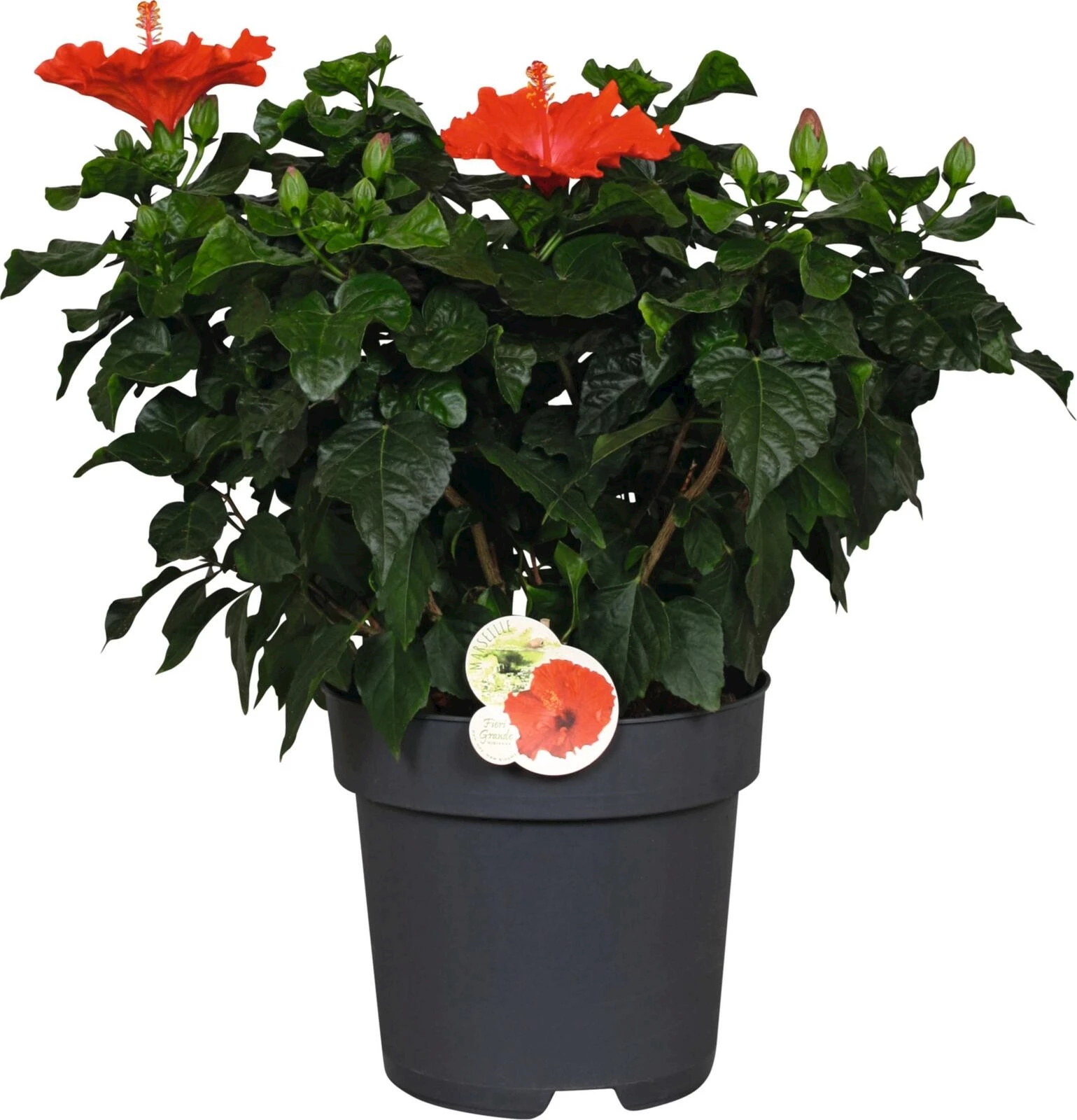 Hibiscus Busch rot P27 cm