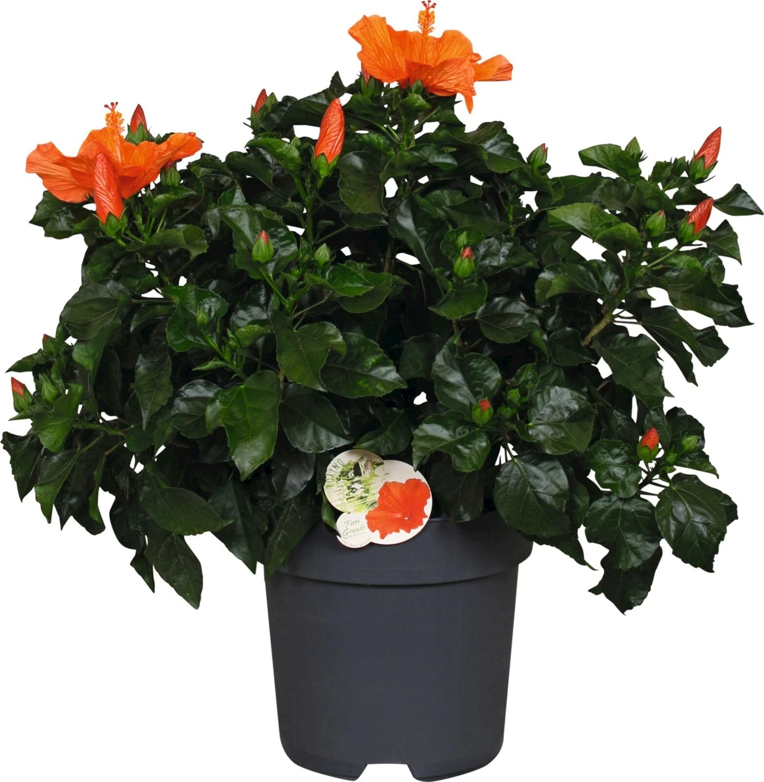 Hibiscus Busch orange P27 cm kaufen Mediterrane Pflanzen LANDI