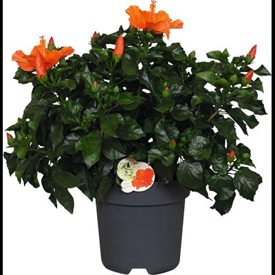 Hibiscus buisson orange P27 cm