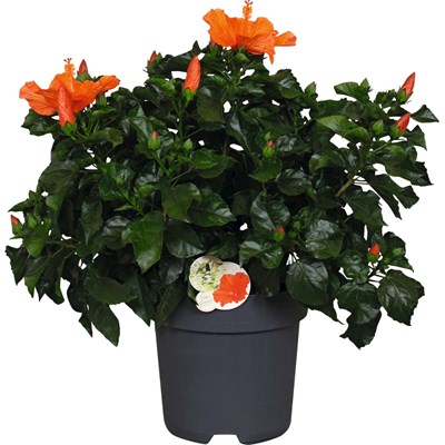 Hibiscus Busch orange P27 cm