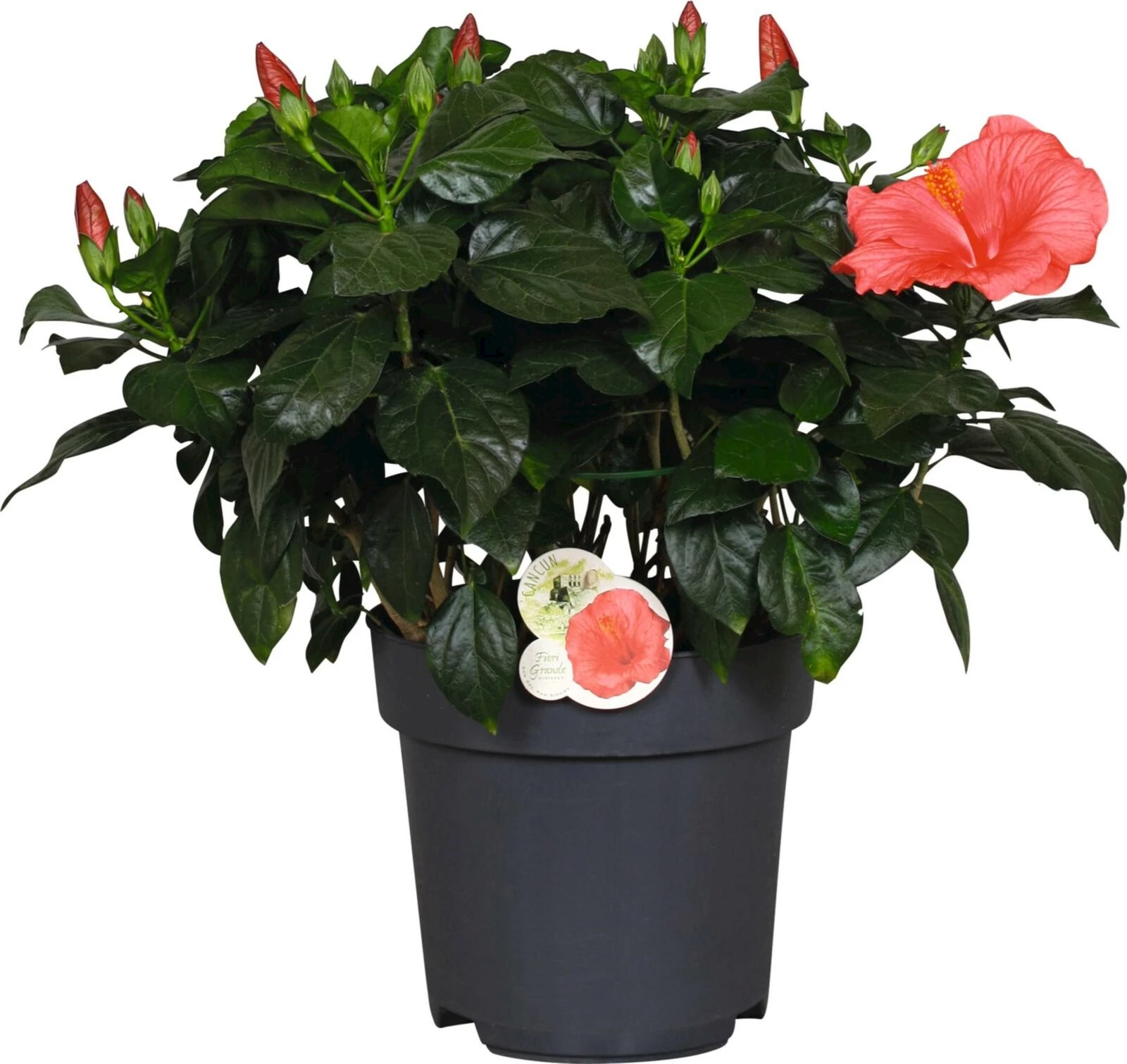 Hibiscus Busch rosa P27 cm