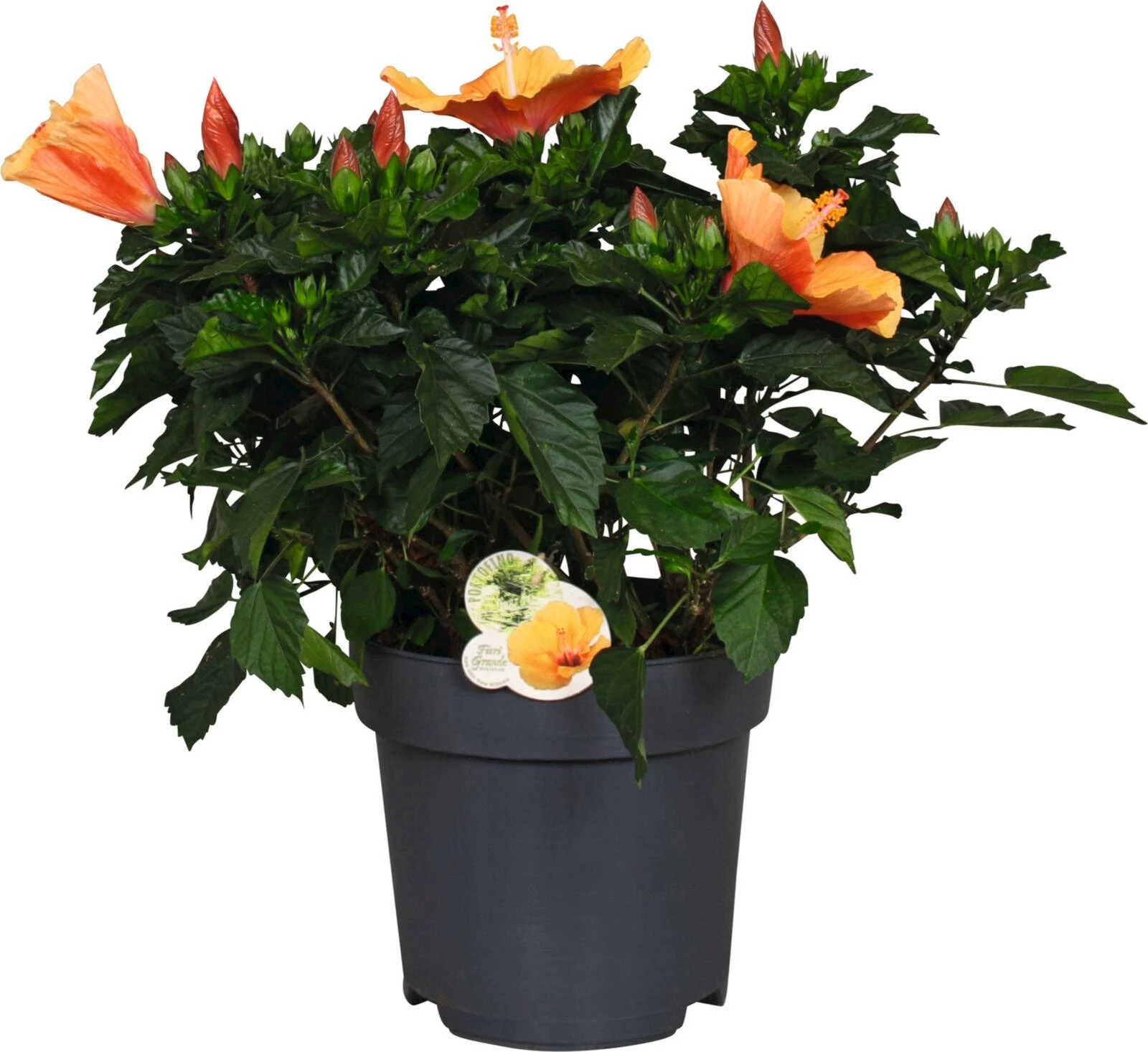 Hibiscus Busch gelb P27 cm