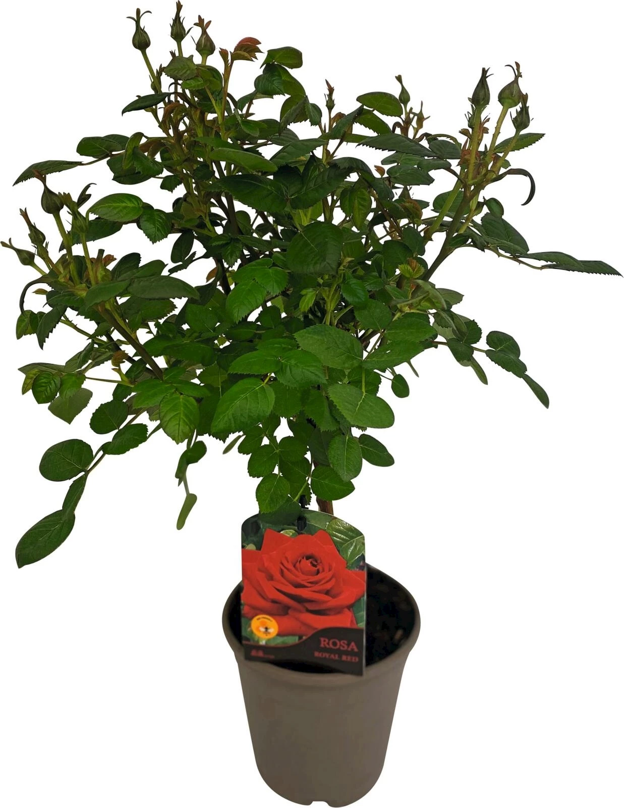 Rosenstamm rot P15 cm