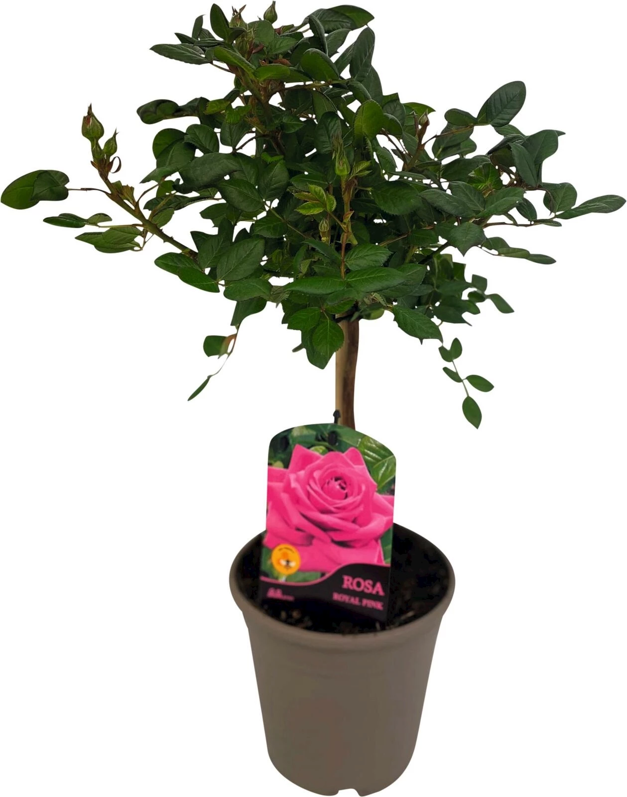 Rosenstamm rosa P15 cm