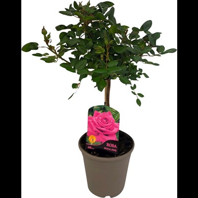 Rosenstamm rosa P15 cm