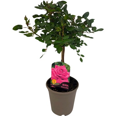 Rosenstamm rosa P15 cm