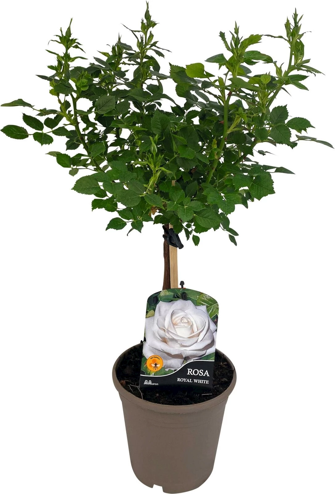 Rosenstamm weiss P15 cm