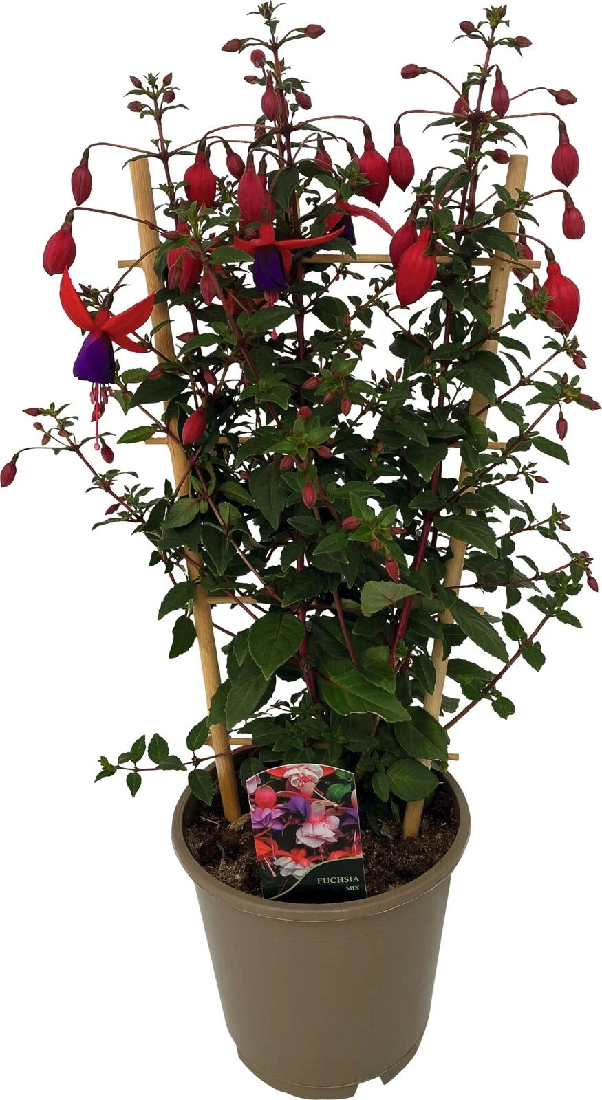 Fuchsia Angela Spalier P15 cm