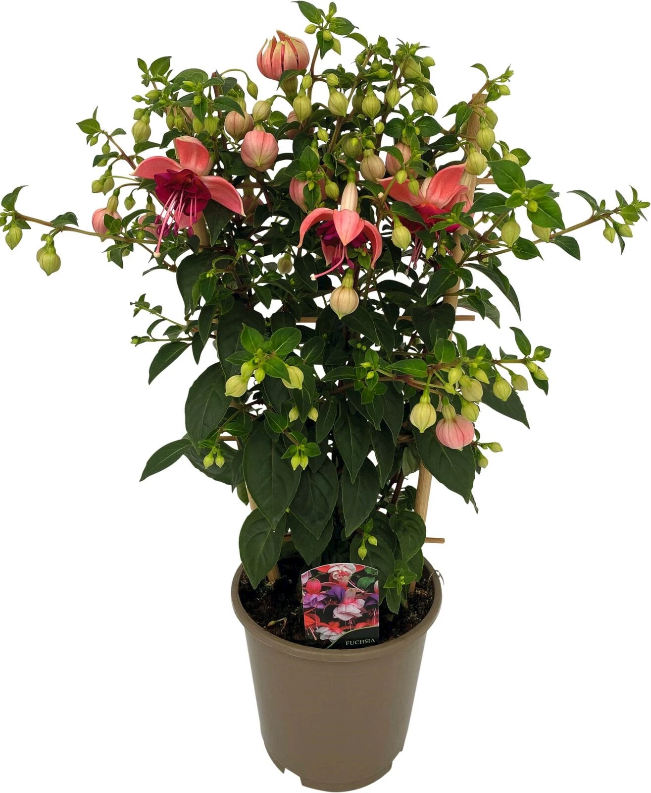 Fuchsia Paula Jane Spalier P15 cm