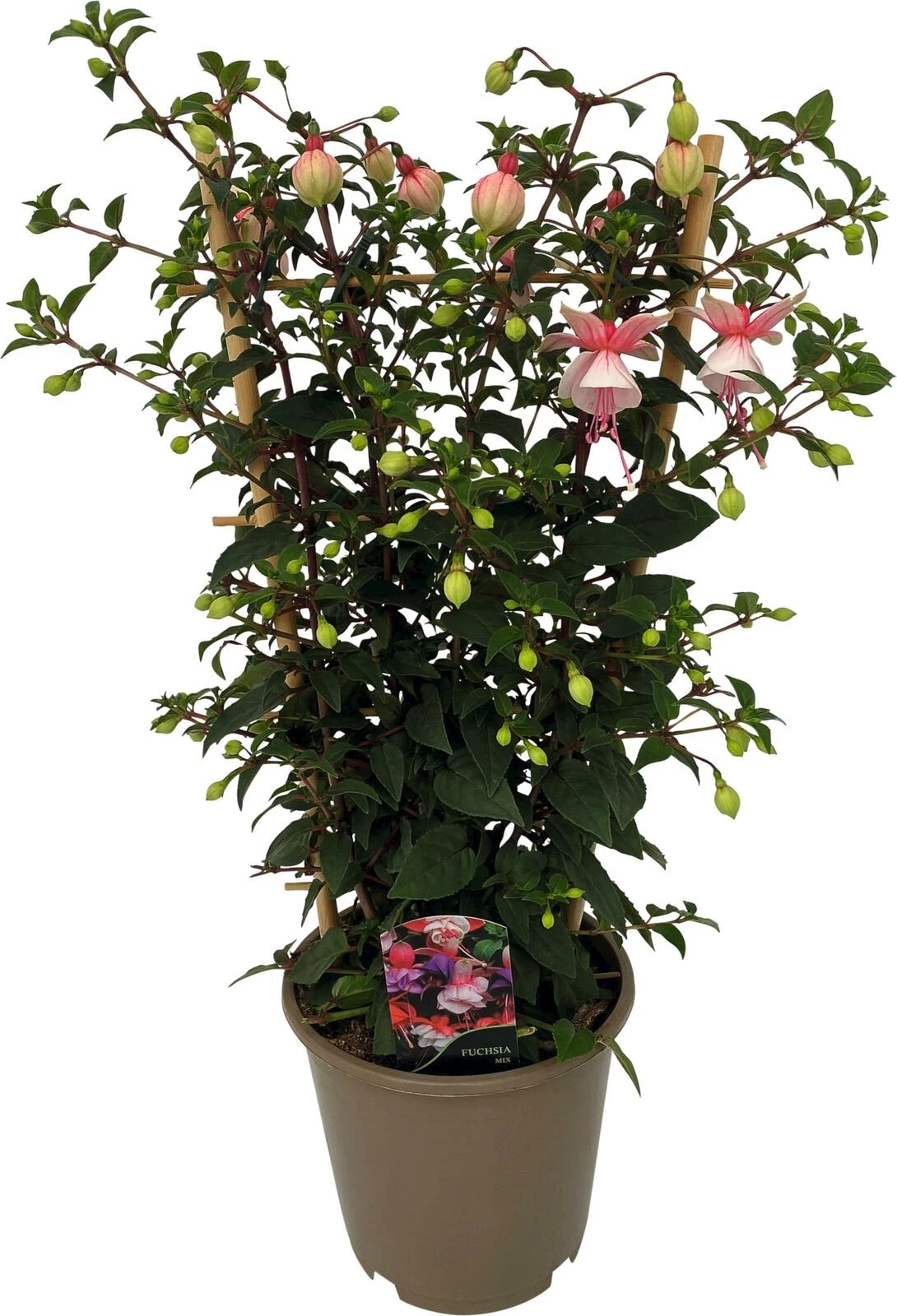 Fuchsia Elma Spalier P15 cm